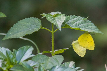 colorful wings of butterflies