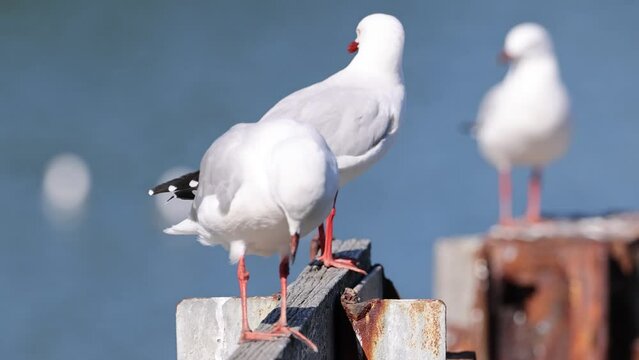 A group of seagulls standing on a fence overlooking the ocean.