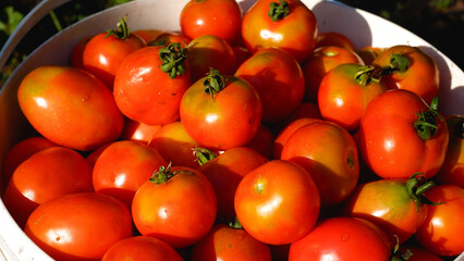 Lots of ripe red tomatoes in a bucket. Growing organic tomatoes. Harvesting vegetables.