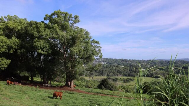Cows peacefully grazing on lush green grass in the scenic Australian countryside.