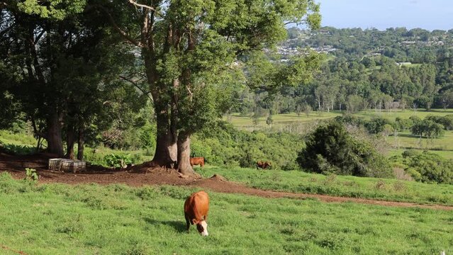 A cow peacefully grazing on green glass in the scenic Australian countryside.