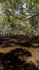 Wynnum Mangrove Boardwalk in Brisbane, Queensland