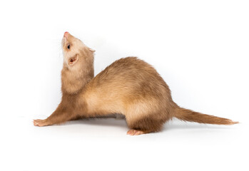 Obraz premium Ferret on a white background is insulated. Light color of the pet. Ermine, weasel, marten.