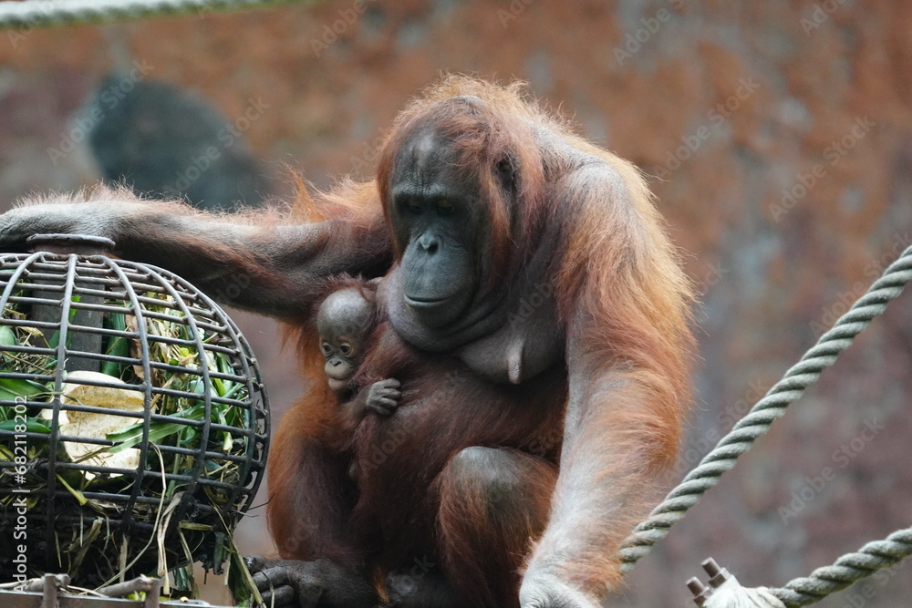 Wall mural Orangutans are large, intelligent primates native to the rainforests of Indonesia and Malaysia, found on the islands of Borneo and Sumatra. |紅毛猩猩