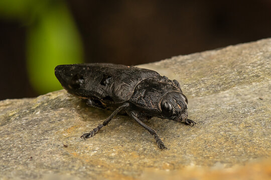 black beetle - Capnodis tenebrionis displayed in the forest