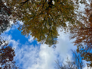 Fototapeta premium A background of golden maple leaves on blue sky. Space for text, copy space. Czech Republic