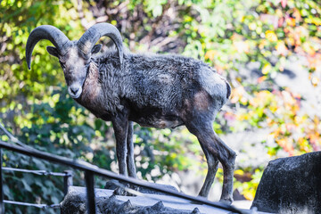 オオツノヒツジ