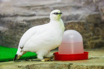 ライチョウちゃん