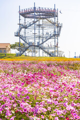 ソレイユの丘のコスモス畑