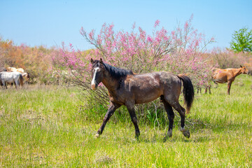 A herd of horses graze in the meadow in summer, eat grass, walk and frolic. Pregnant horses and...