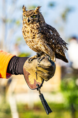 ミミズクちゃん