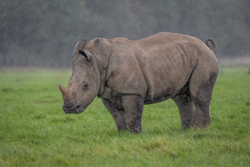 A full portrait of a baby rhinoceros as it stands on grass in a light drizzle rain. They are also more commonly called rhino. - 682125632