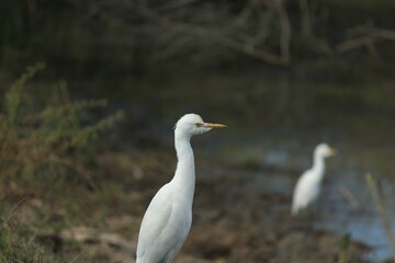 White bird with yellow beak standing near lake.