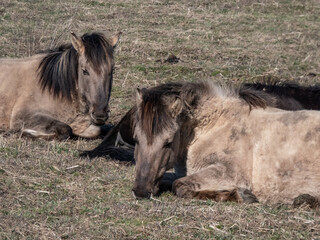 Naklejka na ściany i meble Group of grey semi-wild Polish Konik horses resting on a ground in floodland meadow with green vegetation in spring. Wild horses outdoors