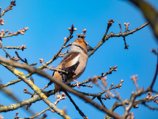 The hawfinch (Coccothraustes coccothraustes) - bulky headed bird, with short tail, head is orange-brown with black eyestripe and bib and massive bill on a  branch in tree in air