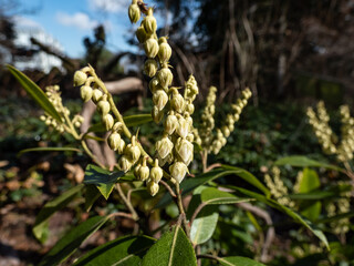 Close-up shot of broadleaf evergreen shrub the Mountain fetterbush or mountain andromeda (pieris floribunda) with erect or nodding panicles of appearing flower buds