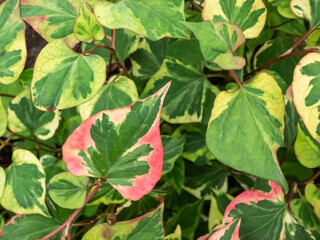 Chameleon plant (Houttuynia cordata) Variegata with green leaves beautifully variegated with shades of red, pink, yellow or cream
