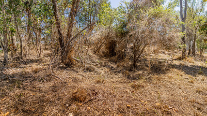 Dry thickets of grass and shrubs, Brisbane, Queensland