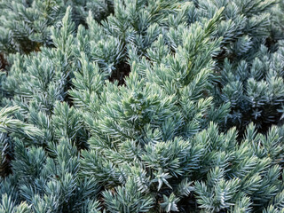 Dwarf evergreen shrub  - Flaky juniper or singleseed juniper (juniperus squamata )'Blue star' with dense, sparkling silver-blue foliage growing in a rock garden in autumn
