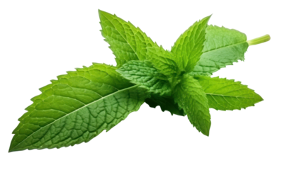 mint leaf on the transparent background