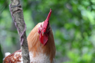 isa Brown is a hybrid breed of chicken renowned for its egg-laying capabilities. These chickens are not a distinct natural breed|伊莎褐色蛋雞