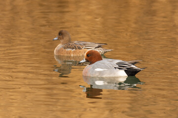 Close-up of the Eurasian wigeon (European wigeon, Mareca penelope) - a colorful duck in a pond
