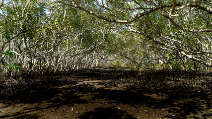 Wynnum Mangrove Boardwalk in Brisbane, Queensland