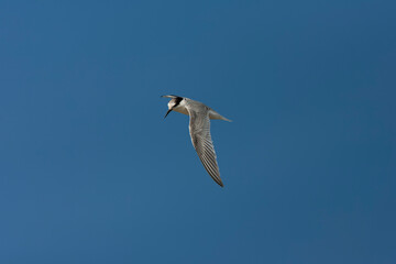 Immature litte terin in flight in Spain.