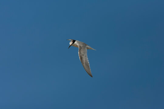 Immature litte terin in flight in Spain.
