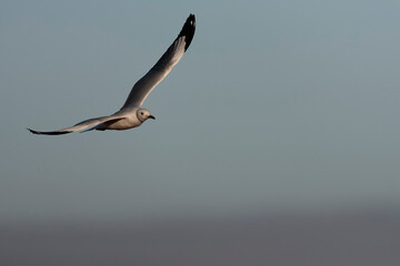 African Grey-headed Gull, Chroicocephalus cirrocephalus poliocephalus