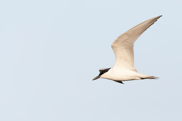 Gull-billed Tern, Gelochelidon nilotica