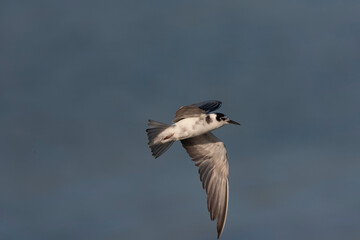 Fototapeta na wymiar Black Tern, Chlidonias niger