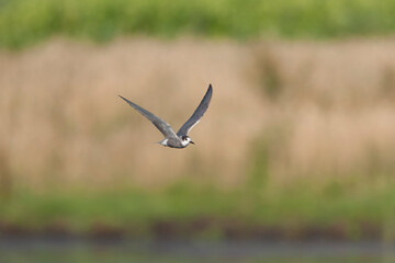 Black Tern, Chlidonias niger
