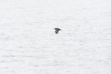 Tufted Puffin, Fratercula cirrhata