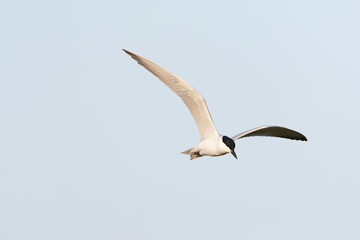Gull-billed Tern, Gelochelidon nilotica