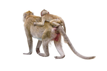 Portrait back side view Macaca, Brown baby monkey on mother monkey's back, Family ties cute, warm, safe and moving forward. Material for creative idea. Isolated, Isolation background with transparent. © sompao