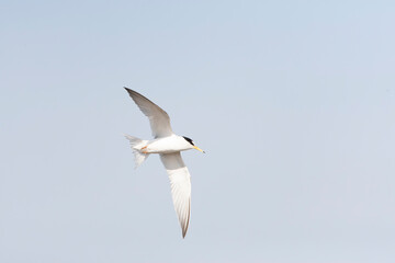 Little Tern, Sternula albifrons