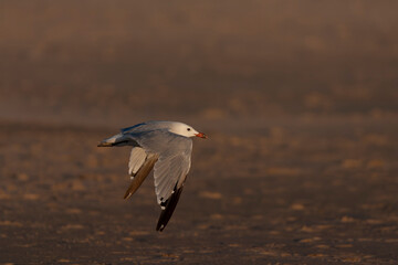 Audouin's Gull, Ichthyaetus audouinii