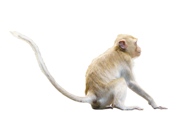 Portrait, Side view Brown monkey or Macaca sit vacant alone, It look back and turned away, use your think, imagination, absent-mindedat. Material for creative. Isolated background with transparent.