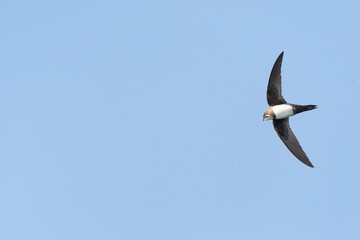 Alpengierzwaluw, Alpine Swift, Apus melba