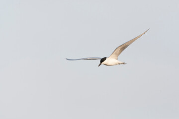 Gull-billed Tern, Gelochelidon nilotica