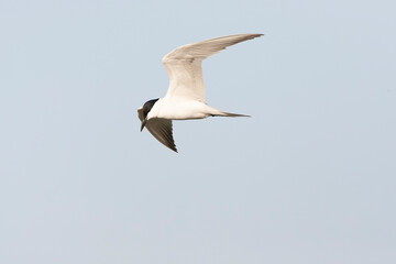 Fototapeta na wymiar Gull-billed Tern, Gelochelidon nilotica