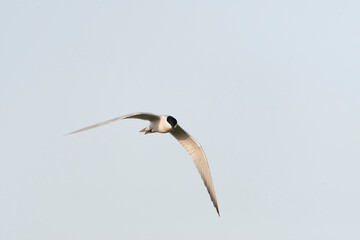 Gull-billed Tern, Gelochelidon nilotica