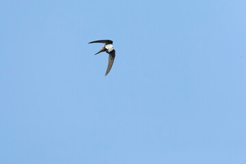 Alpengierzwaluw, Alpine Swift, Apus melba