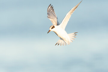 Forster's Tern, Sterna forsteri