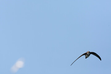Alpengierzwaluw, Alpine Swift, Apus melba