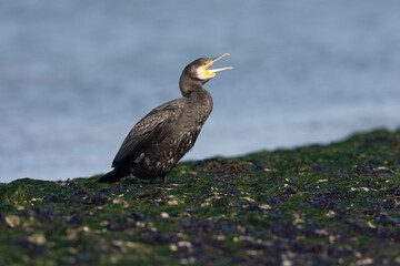 Great Cormorant, Phalacrocorax carbo