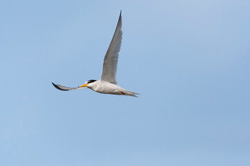 Little Tern, Sternula albifrons