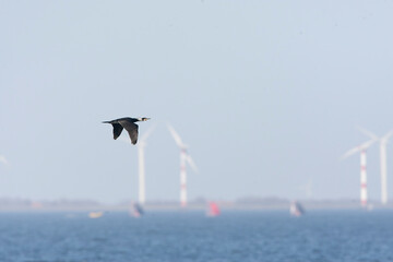Great Cormorant, Phalacrocorax carbo
