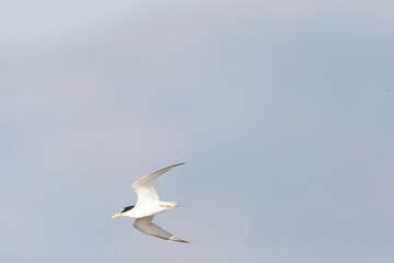 Little Tern, Sternula albifrons